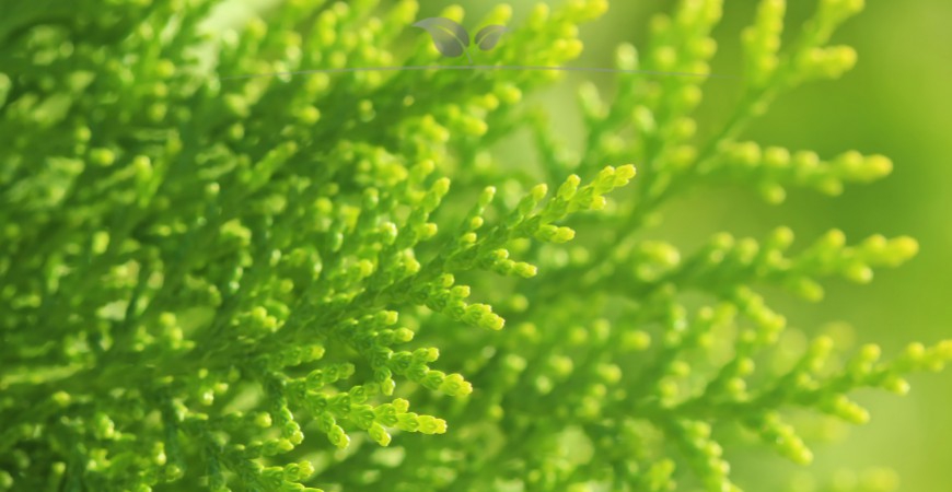 De verschillen tussen Thuja haagplanten