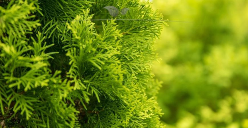 Thuja occidentalis Yellow Ribbon kenmerken