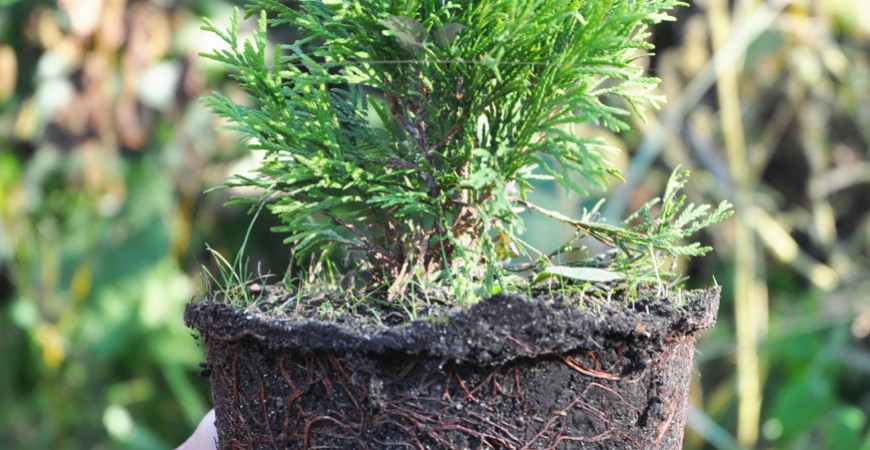 Thuja occidentalis Yellow Ribbon planten