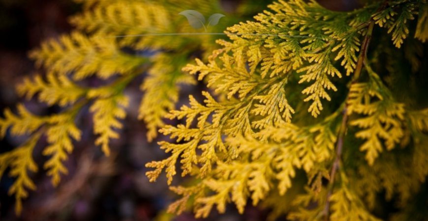 Thuja occidentalis Yellow Ribbon blad