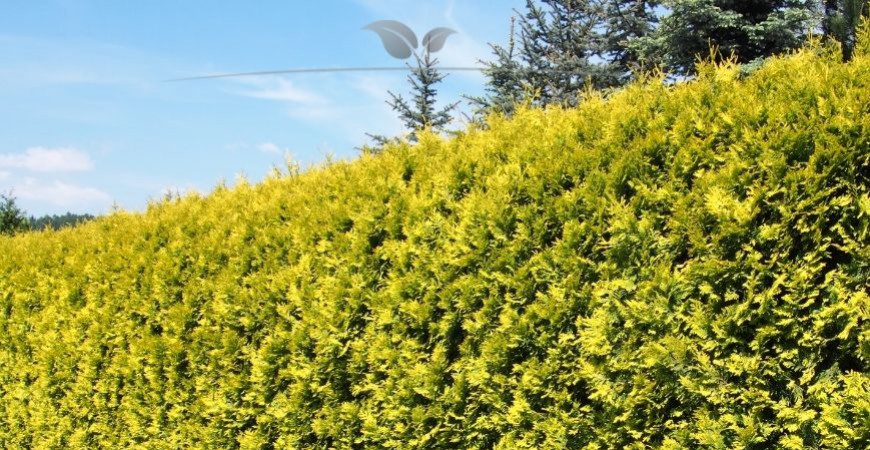 Thuja occidentalis Yellow Ribbon haag