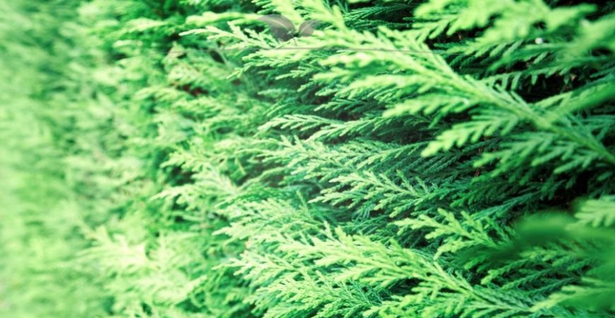 Thuja plicata Martin kenmerken