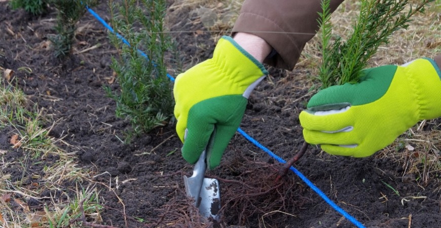 Haagplanten planten