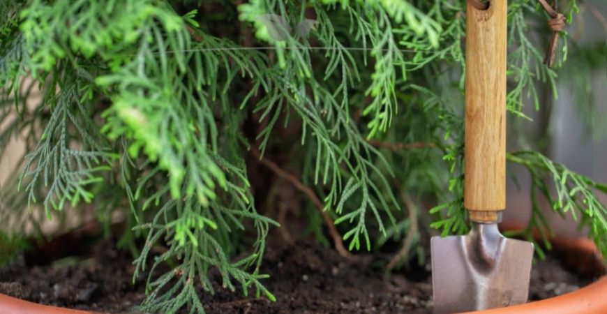 Thuja plicata Martin bemesten