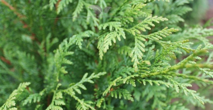 Thuja plicata Atrovirens kenmerken