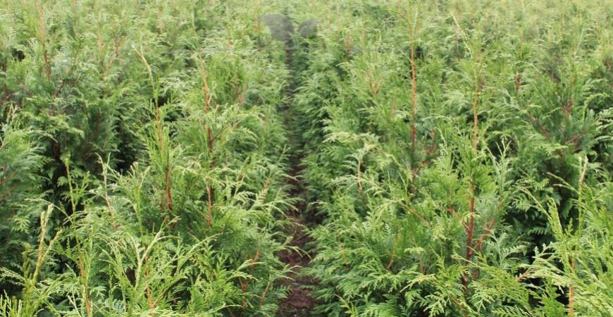 Thuja plicata Atrovirens herkomst