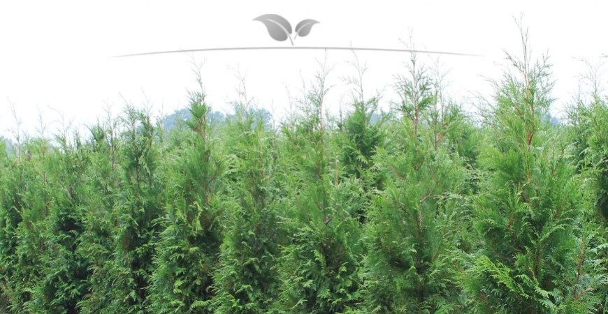 Thuja plicata Atrovirens standplaats