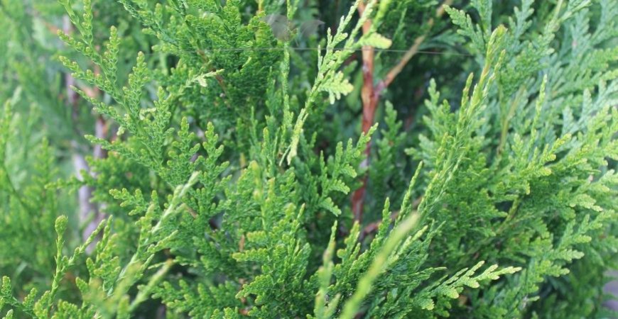 Thuja plicata Atrovirens blad