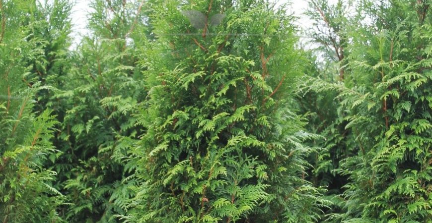 Thuja plicata Atrovirens haag