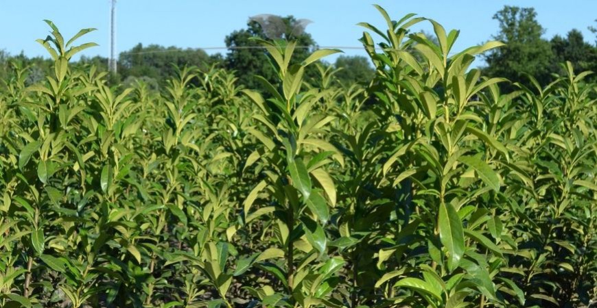 Prunus laurocerasus Genolia standplaats