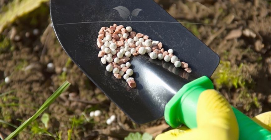 Prunus laurocerasus Etna bemesten