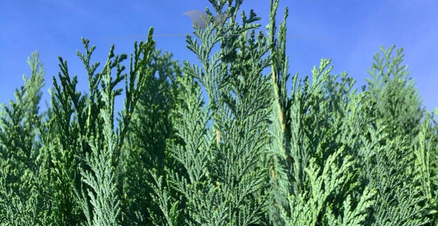 Chamaecyparis lawsoniana Columnaris blad