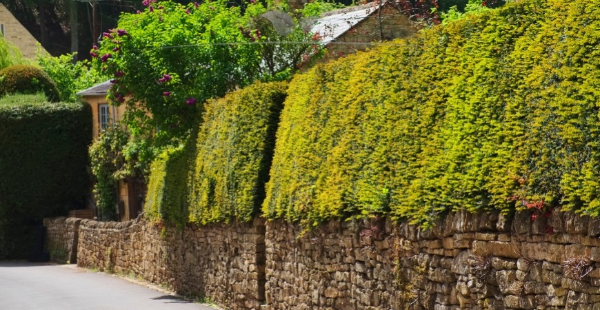 Taxus media Hillii planten