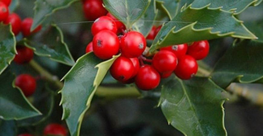 Ilex meserveae Blue Maid planten