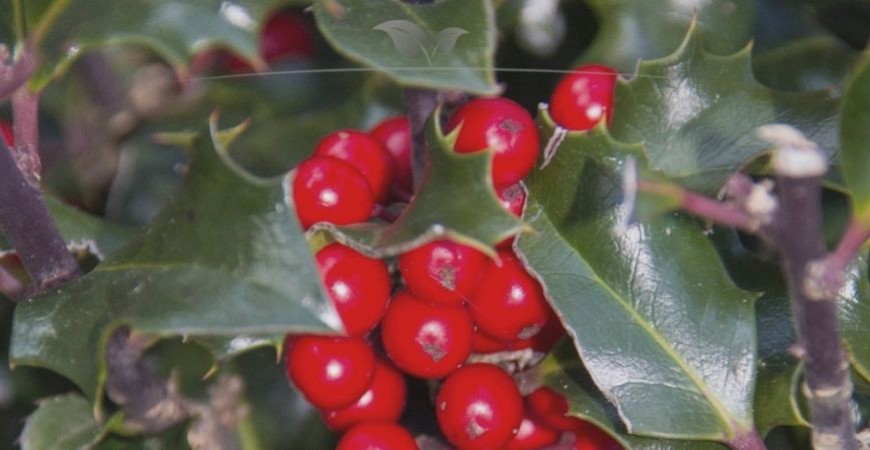 Ilex meserveae Blue Maid blad