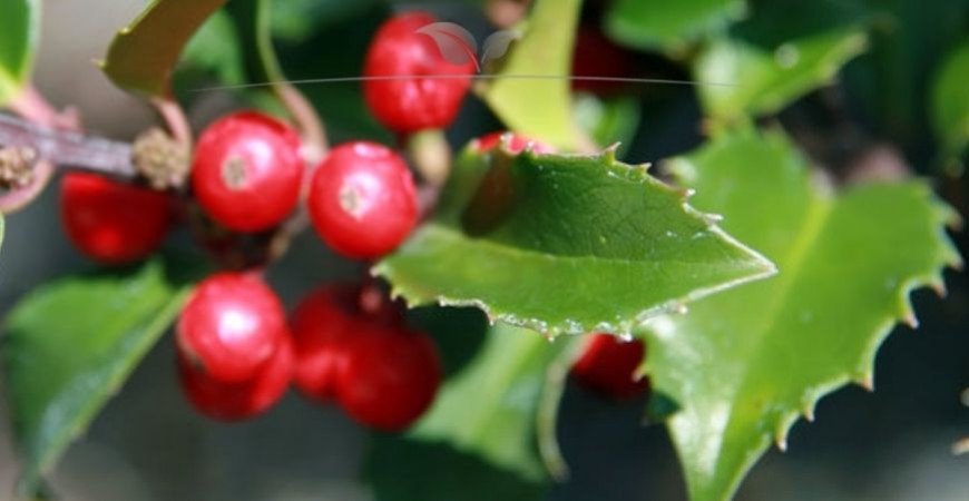 Ilex meserveae Blue Maid bloei