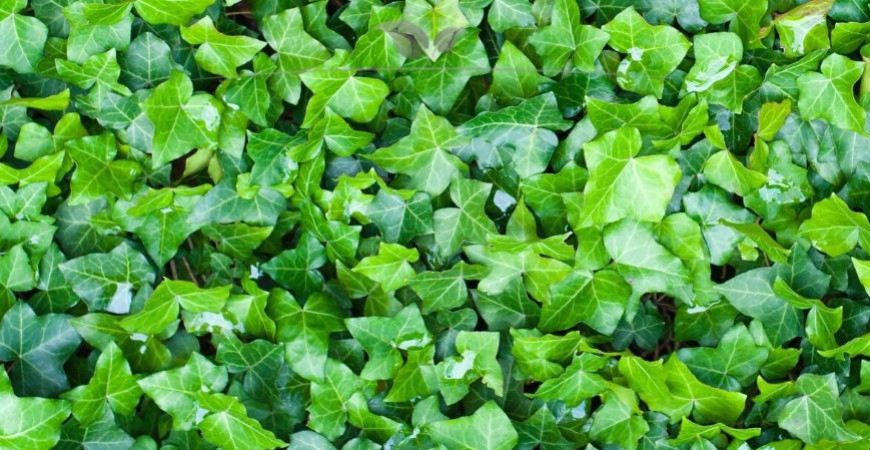 Hedera hibernica herkomst