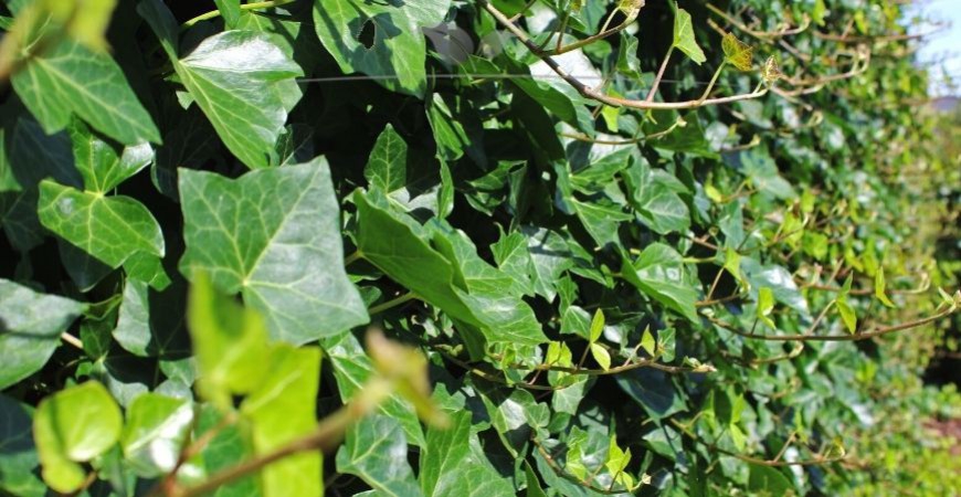 Hedera hibernica standplaats