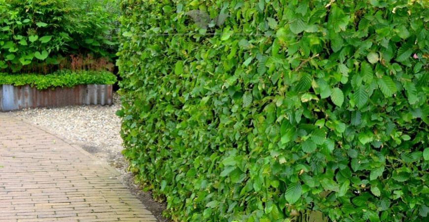 Carpinus betulus planten