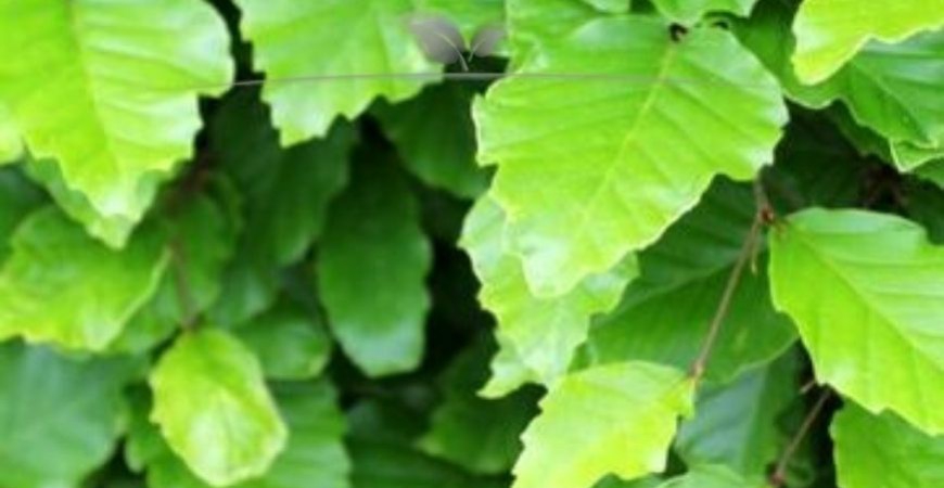 Fagus sylvatica blad