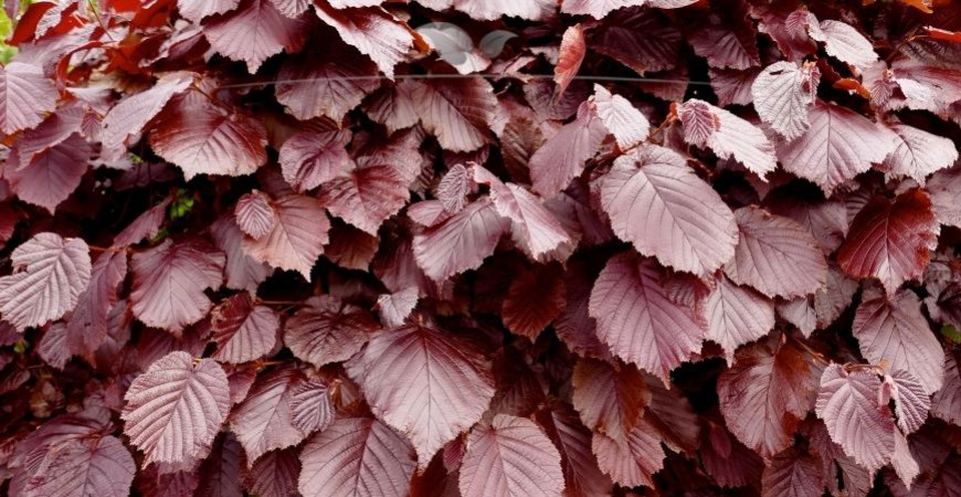 Fagus sylvatica Atropunicea kenmerken