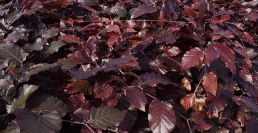 Fagus sylvatica Atropunicea herkomst