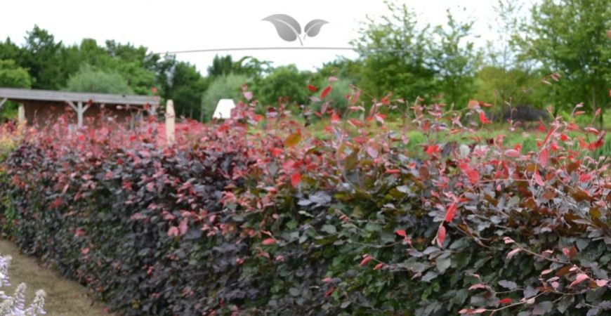 Fagus sylvatica Atropunicea standplaats