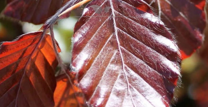 Fagus sylvatica Atropunicea blad