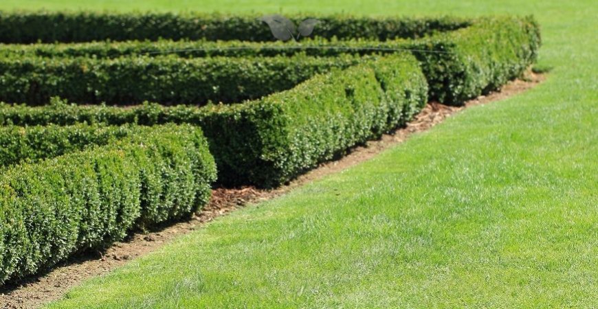 Buxus sempervirens herkomst