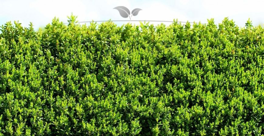 Buxus sempervirens standplaats