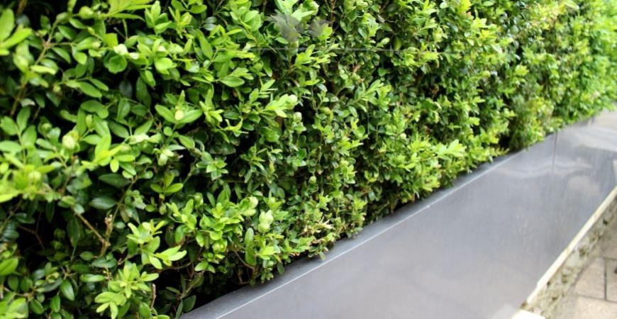 Buxus sempervirens planten