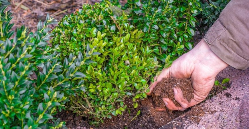 Buxus sempervirens bemesten