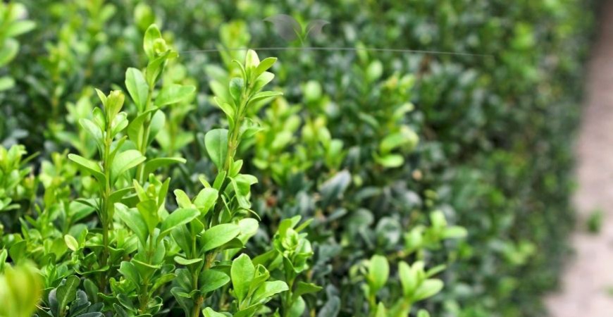 Buxus sempervirens blad