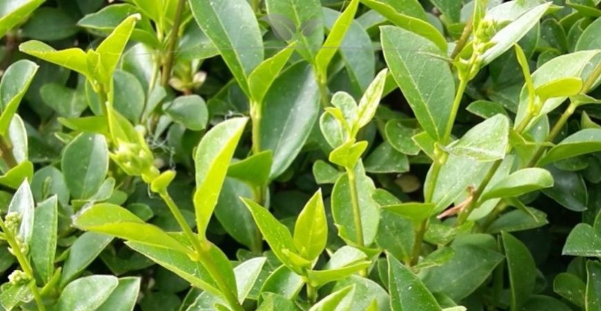 Ligustrum vulgare Atrovirens kenmerken