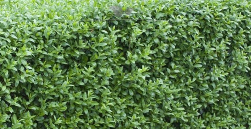 Ligustrum vulgare Atrovirens herkomst