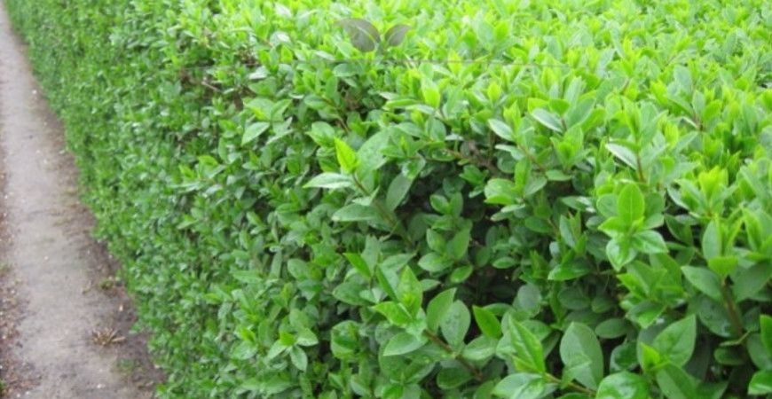 Ligustrum vulgare Atrovirens standplaats