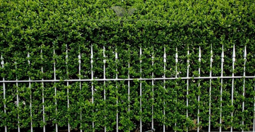 Ligustrum vulgare Atrovirens planten