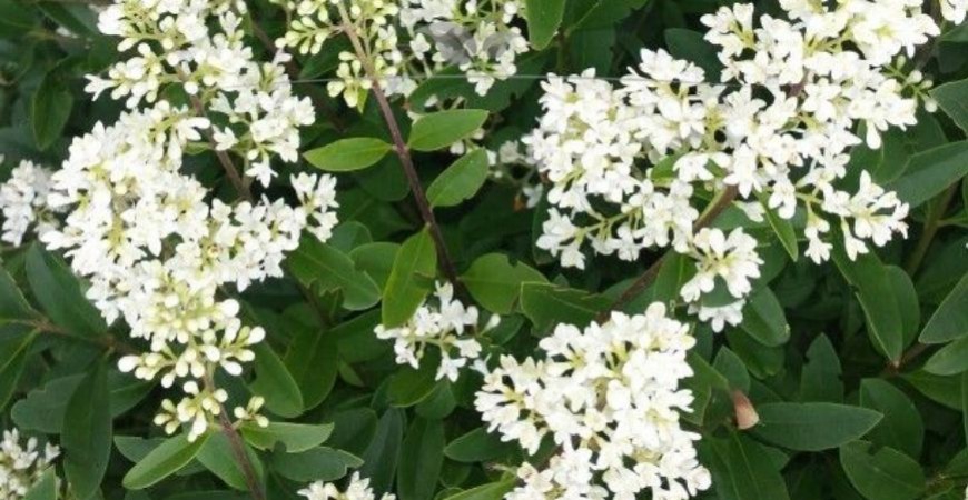 Ligustrum vulgare Atrovirens bloei