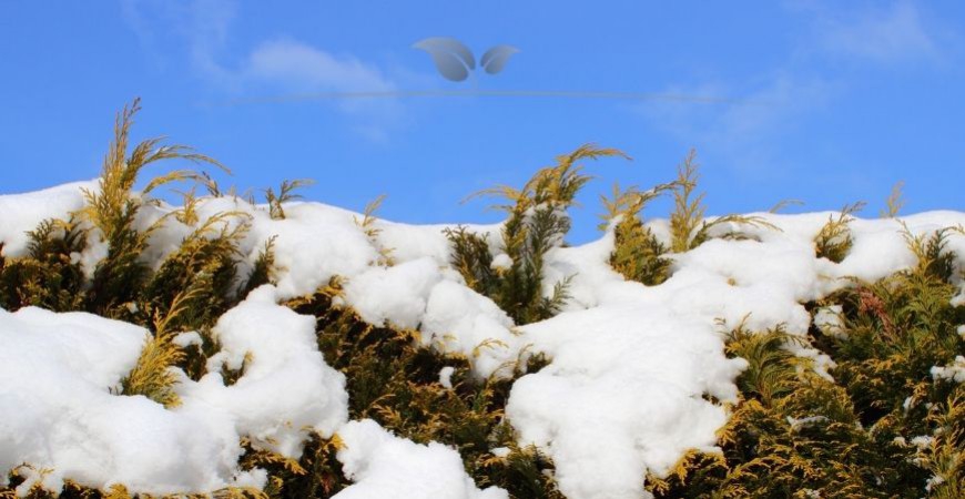 Winterharde haagplanten