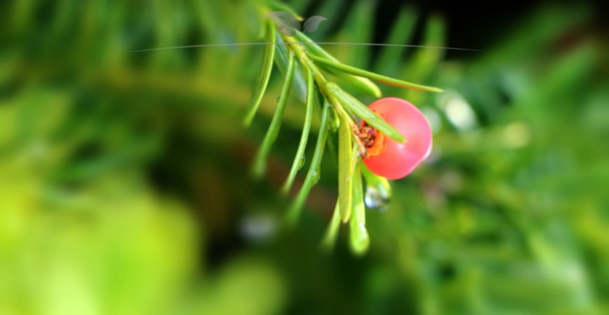 Taxus media Hicksii blad