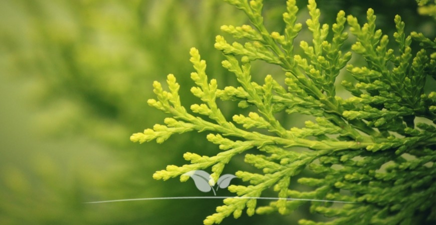 De kenmerken van de Thuja occidentalis Brabant