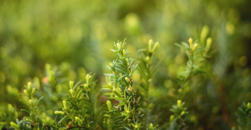 Taxus baccata kenmerken