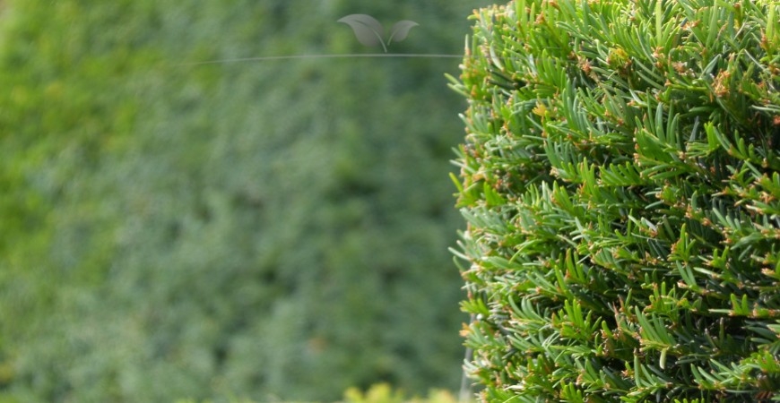 Taxus baccata herkomst