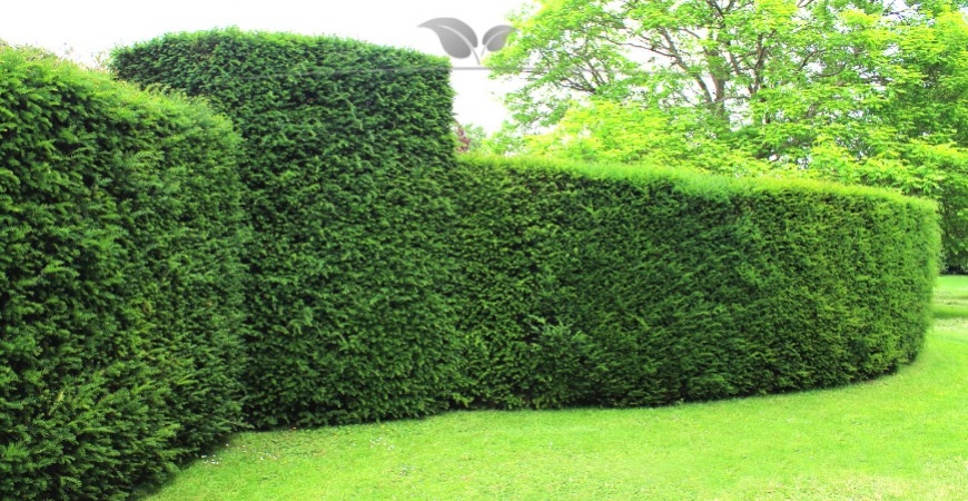 Taxus baccata blad