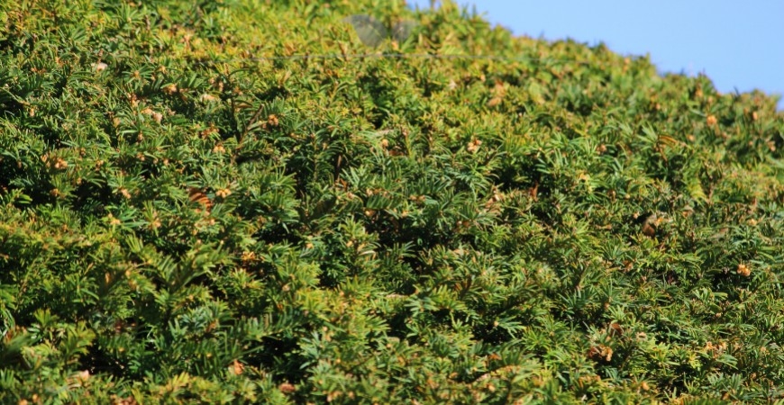 Taxus baccata haag