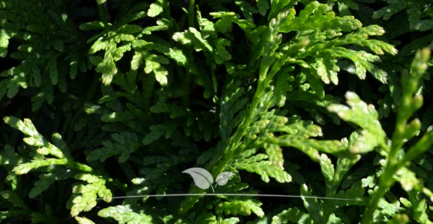 Thuja occidentalis Brabant herkomst