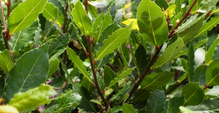 Prunus lusitanica Angustifolia kenmerken
