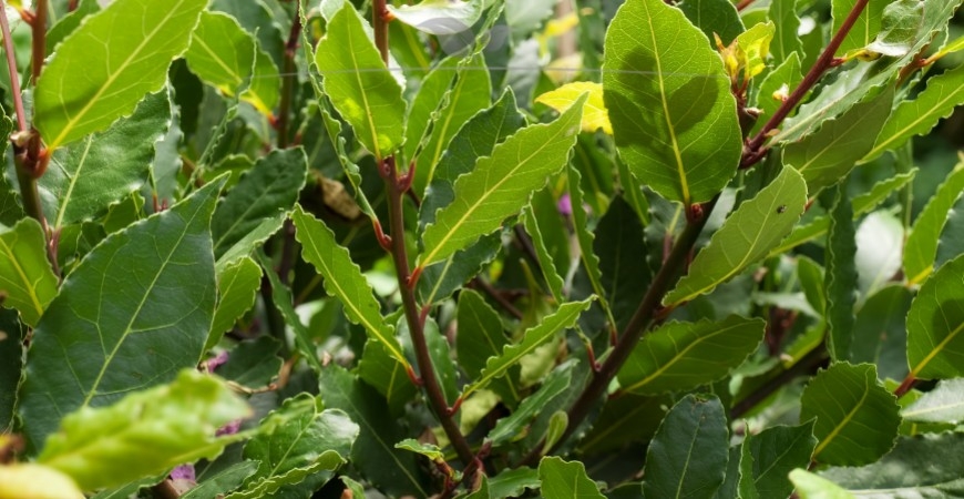 Prunus lusitanica Angustifolia standplaats