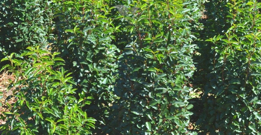 Prunus lusitanica Angustifolia blad