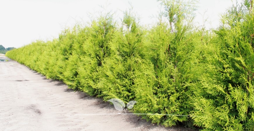 De beste standplaats voor de Thuja occidentalis Brabant